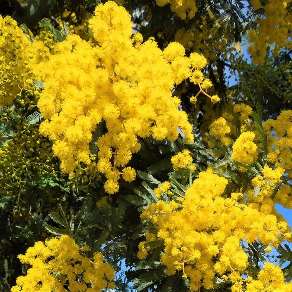Yellow Wattle Seeds
