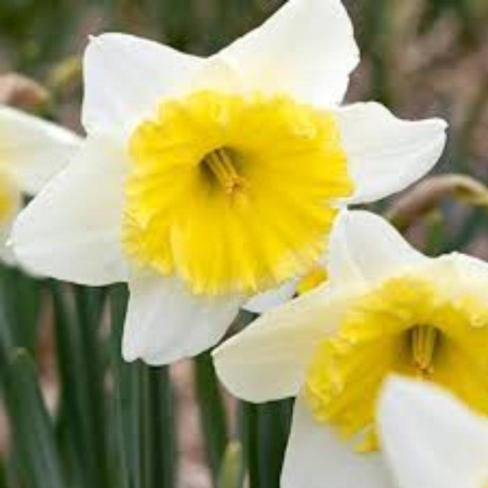 Yellow & White Daffodils Seeds