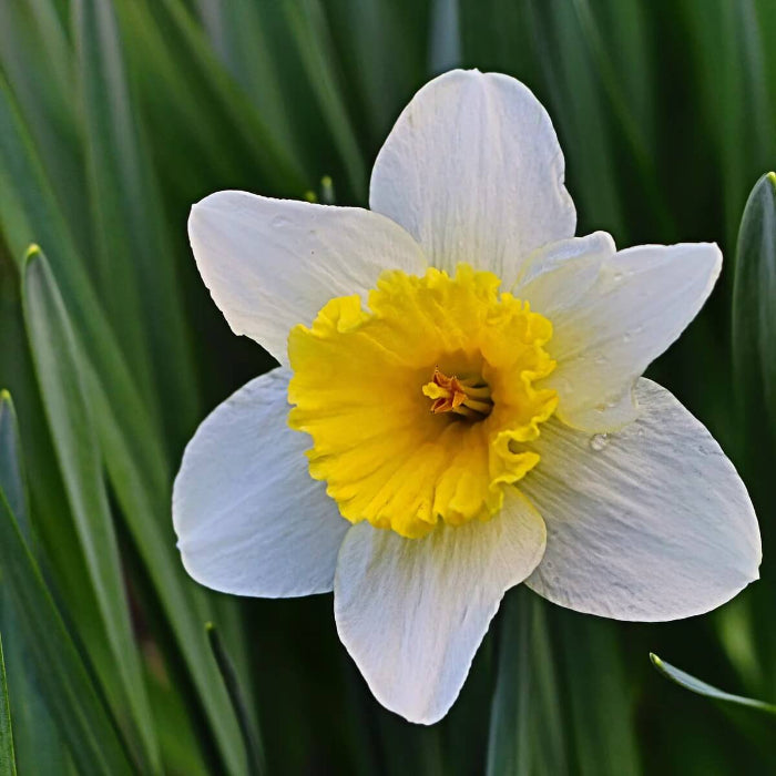 Yellow & White Daffodils Seeds