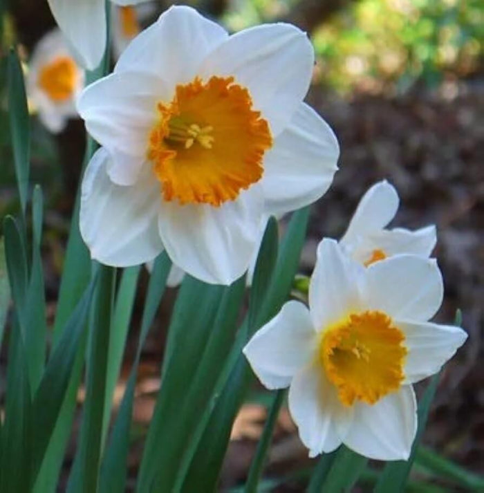 Yellow & White Daffodils Seeds
