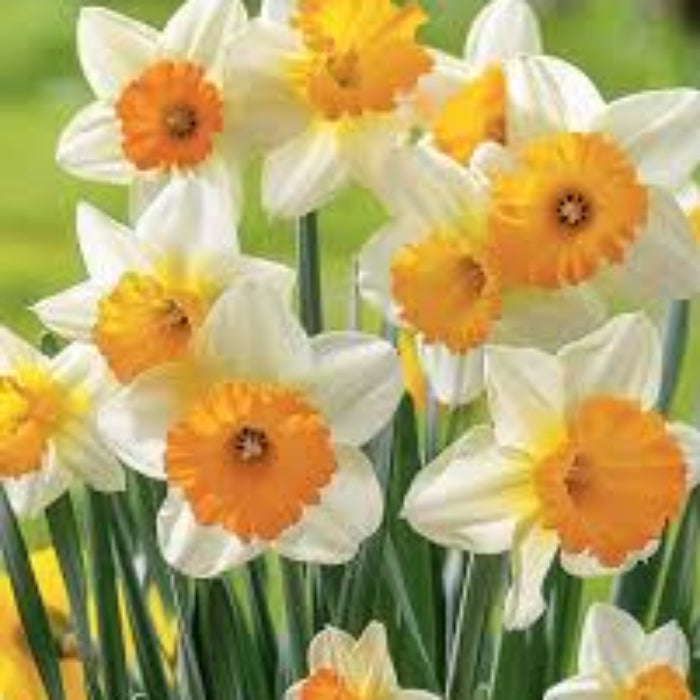 Yellow & White Daffodils Seeds