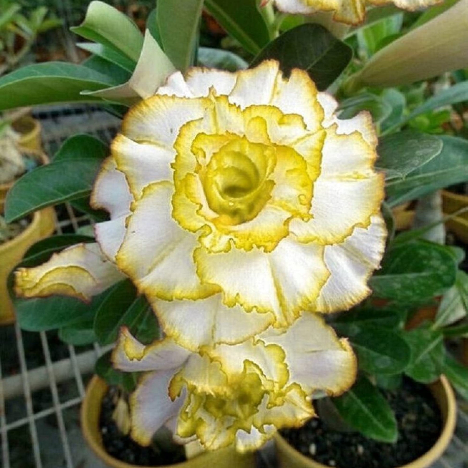 Yellow & White Desert Rose  Seeds