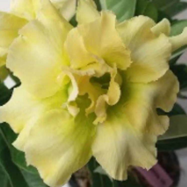 Yellow & White Desert Rose  Seeds