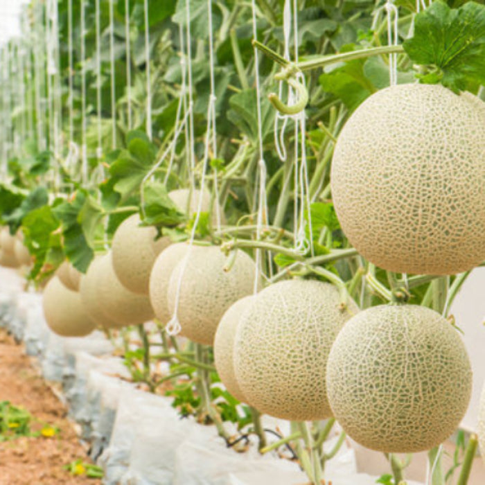 Yellow White Musk Melon Seeds