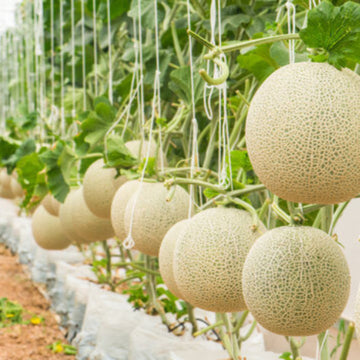 Yellow White Musk Melon Seeds