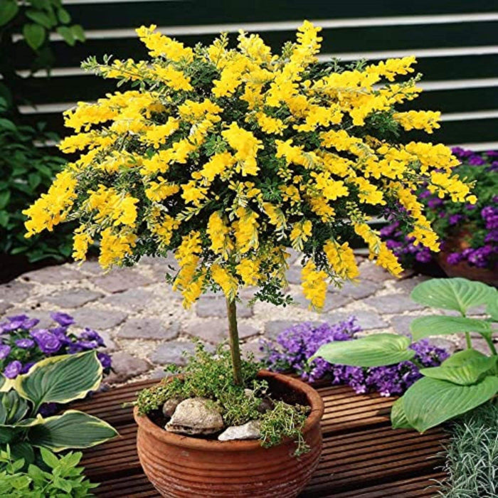 Yellow Wisteria Seeds