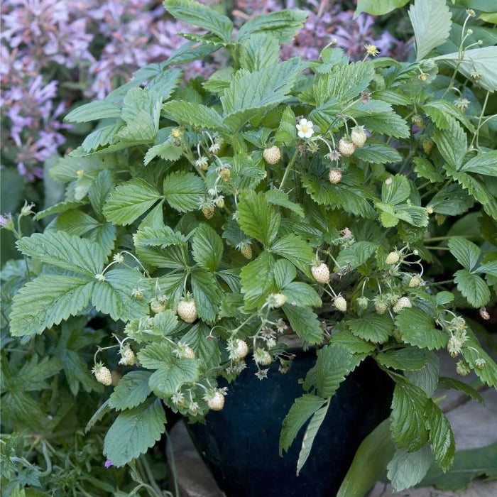 Yellow Wonder Alpine Strawberry Seeds