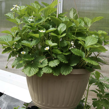 Yellow Wonder Alpine Strawberry Seeds