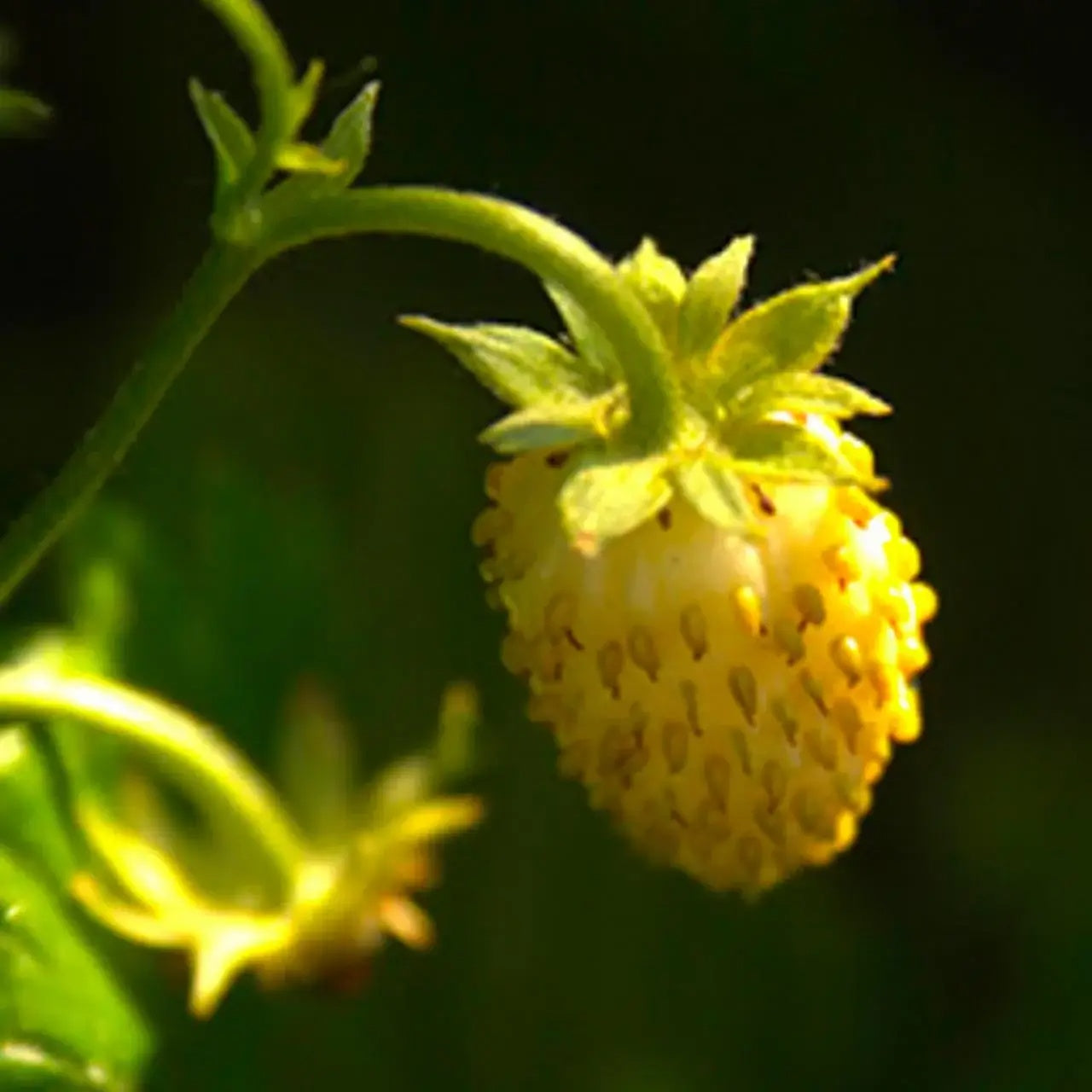 Yellow Wonder Alpine Strawberry Seeds 