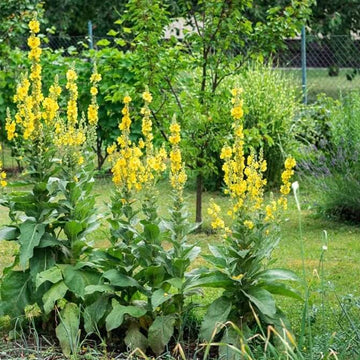 Yellow Woolly Mullein Seeds - Herbal Plant