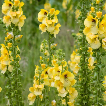 Yellow Woolly Mullein Seeds - Herbal Plant