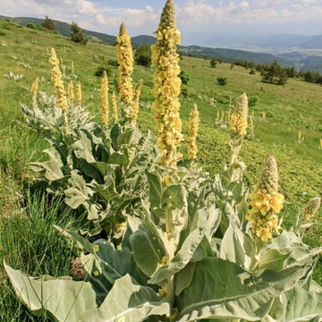 Yellow Woolly Mullein Seeds 