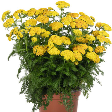 Yellow Yarrow Seeds
