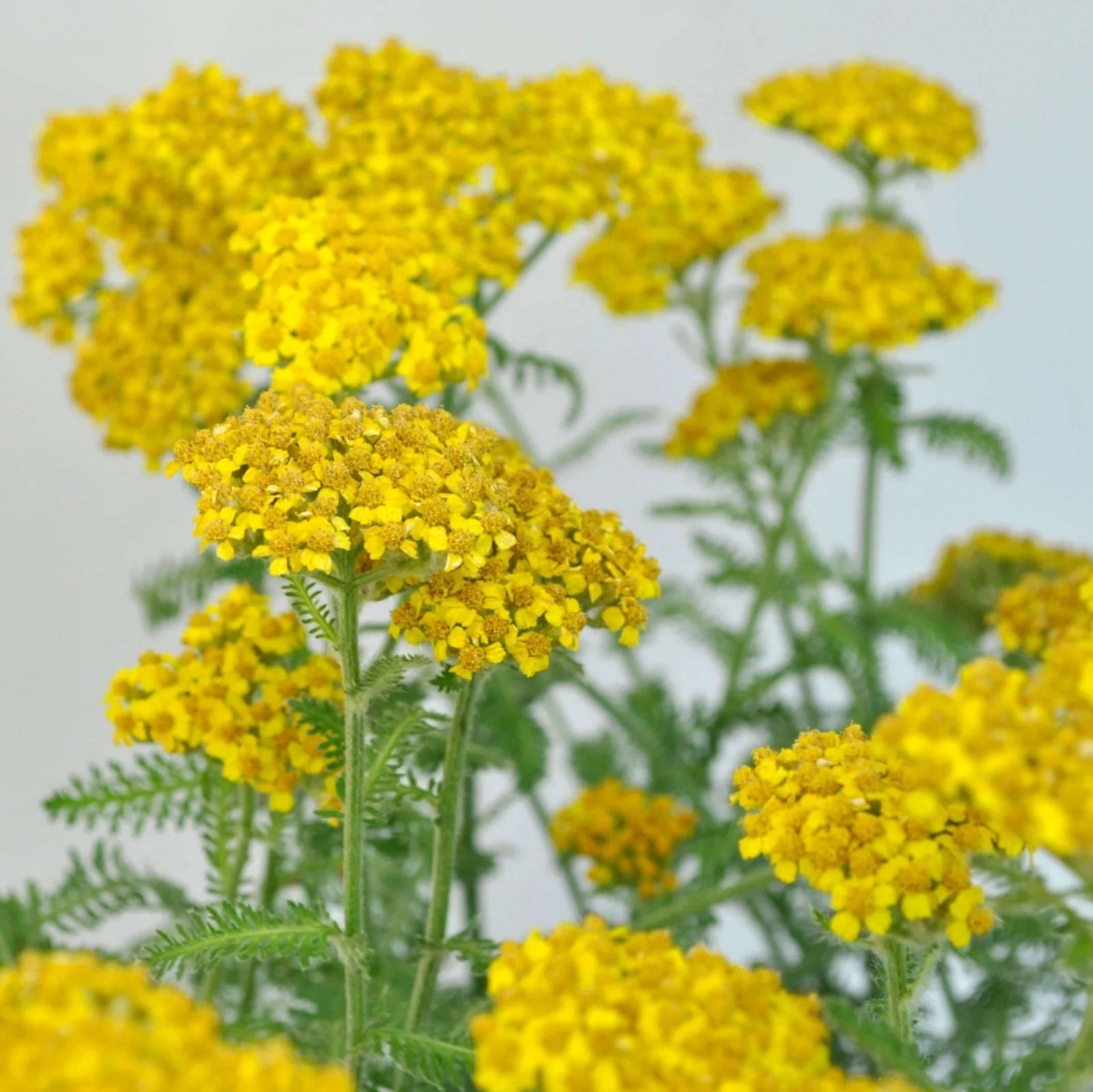 Yellow Yarrow Seeds