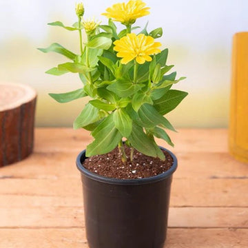 Yellow Zinnia Seeds 