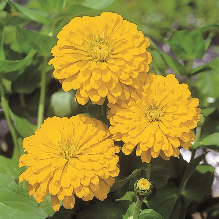 Yellow Zinnia Seeds