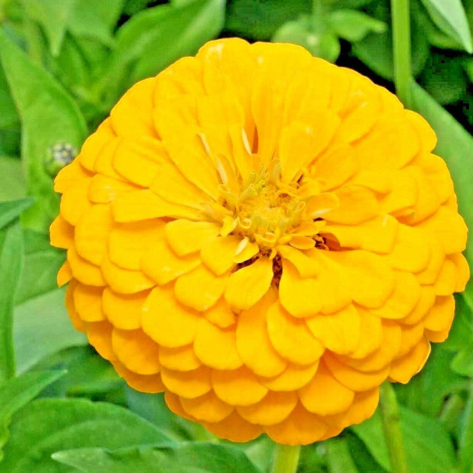 Yellow Zinnia Seeds