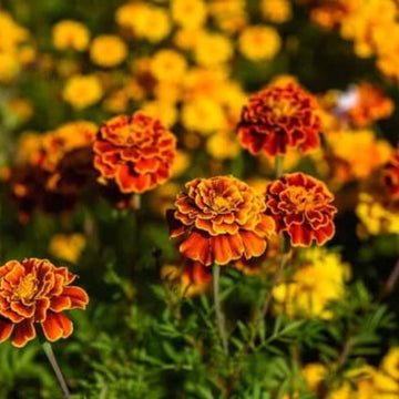 Yellow Zinnia Seeds 
