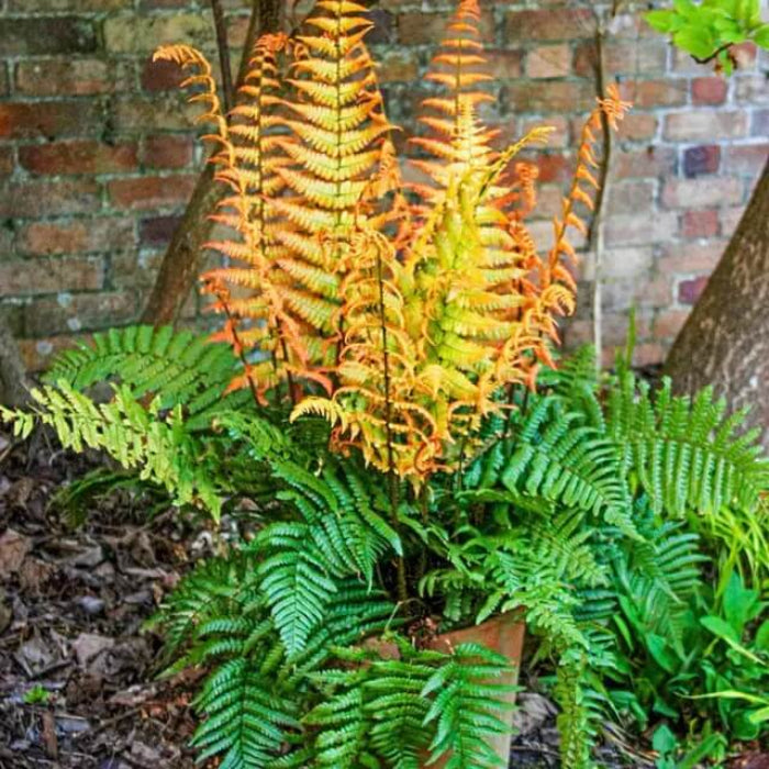 Yellow and Green Fern seeds 