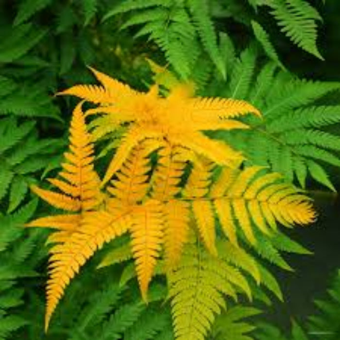 Yellow and Green Fern seeds 