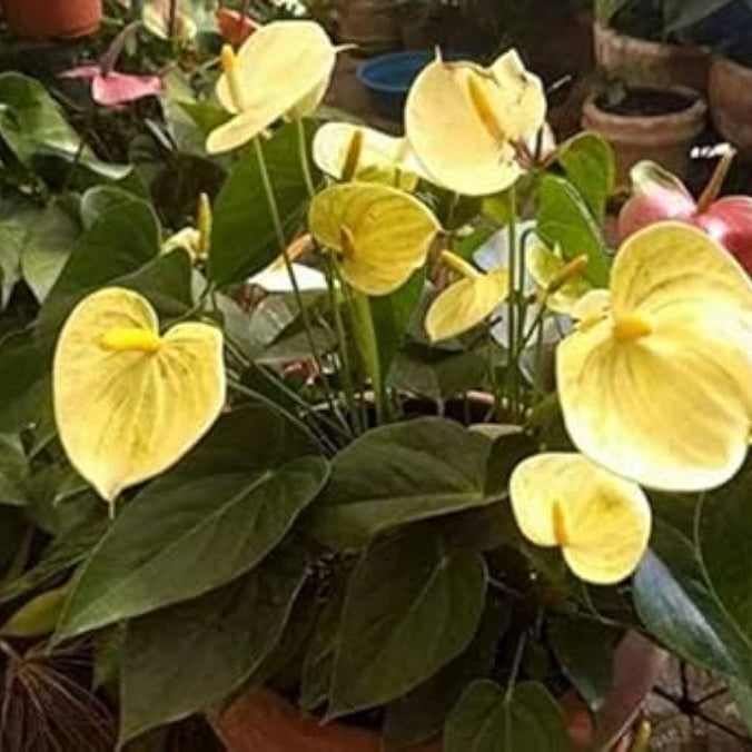 Yellow anthurium Seeds