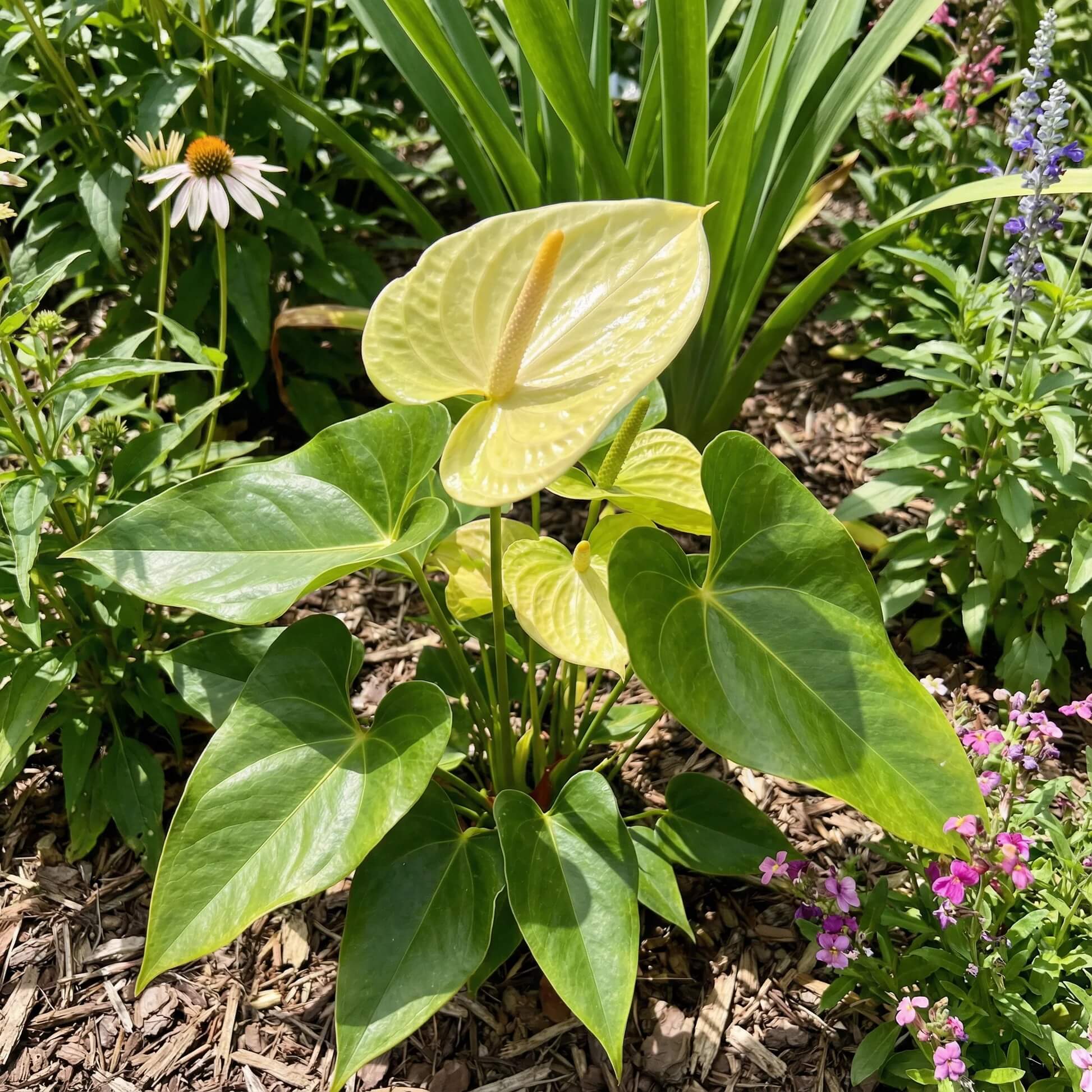Yellow anthurium Seeds