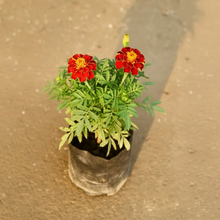 Yellow with Red Marigold Seeds