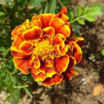 Yellow with Red Marigold Seeds
