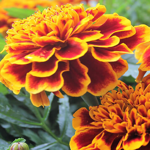Yellow with Red Marigold Seeds