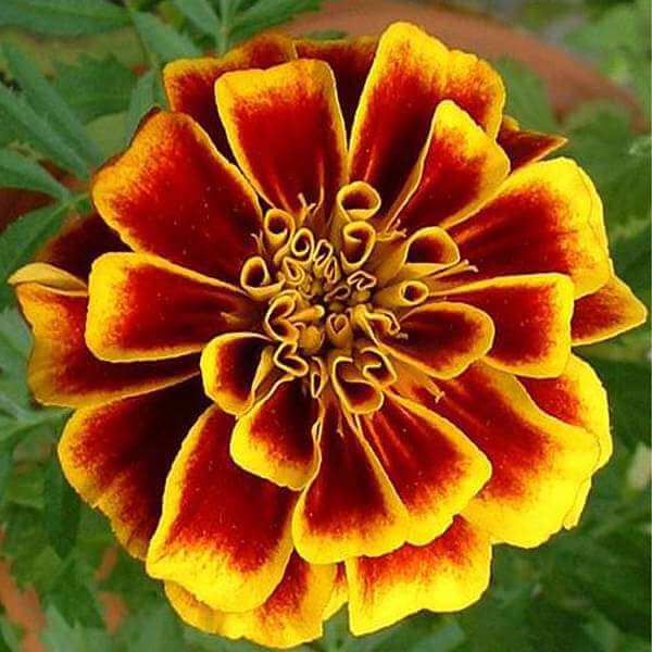 Yellow with Red Marigold Seeds