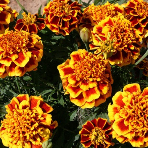 Yellow with Red Marigold Seeds