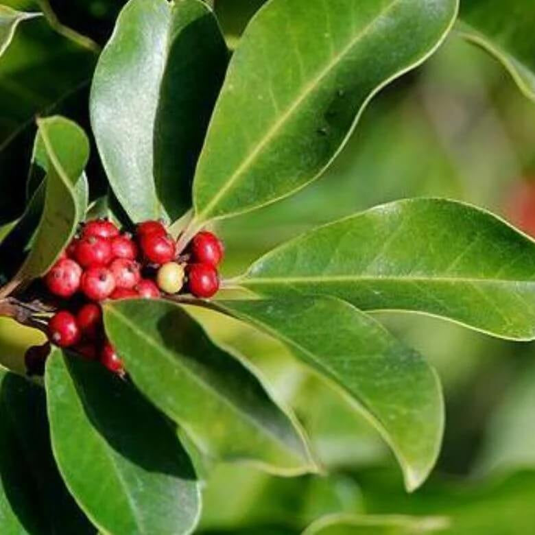 Yerba Mate Seeds – Ilex paraguariensis