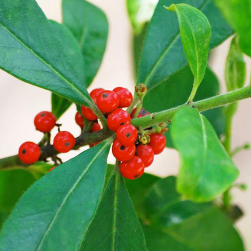 Yerba Mate Seeds – Ilex paraguariensis