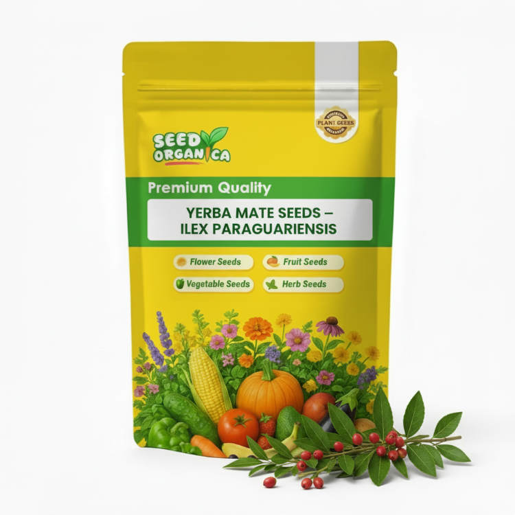 Yerba Mate Seeds – Ilex paraguariensis