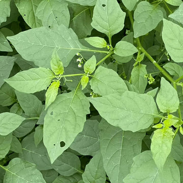 Yerba Mora Seeds - Herbal Plant