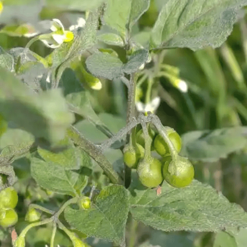 Yerba Mora Seeds - Herbal Plant