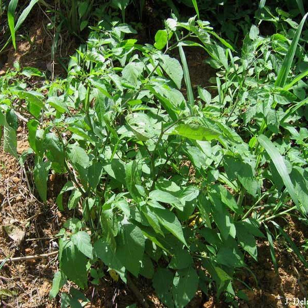 Yerba Mora Seeds - Herbal Plant