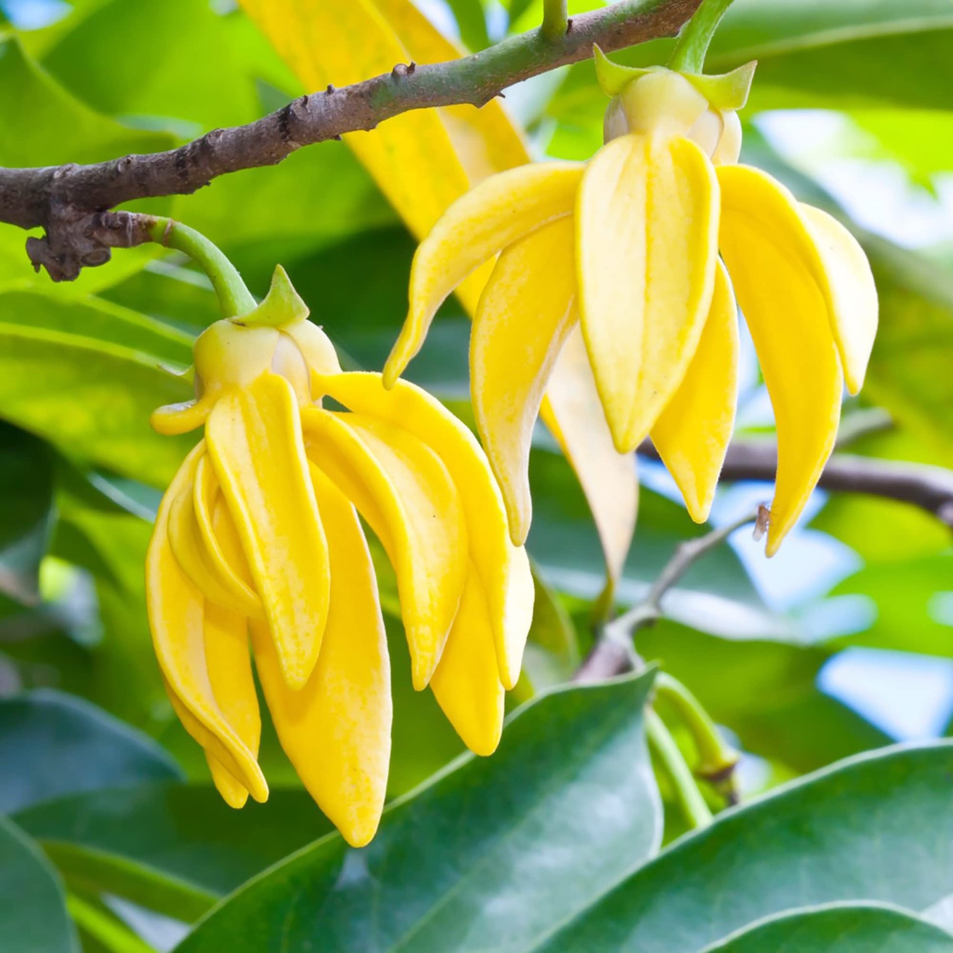 Ylang-Ylang Seeds – Aromatic Blooming