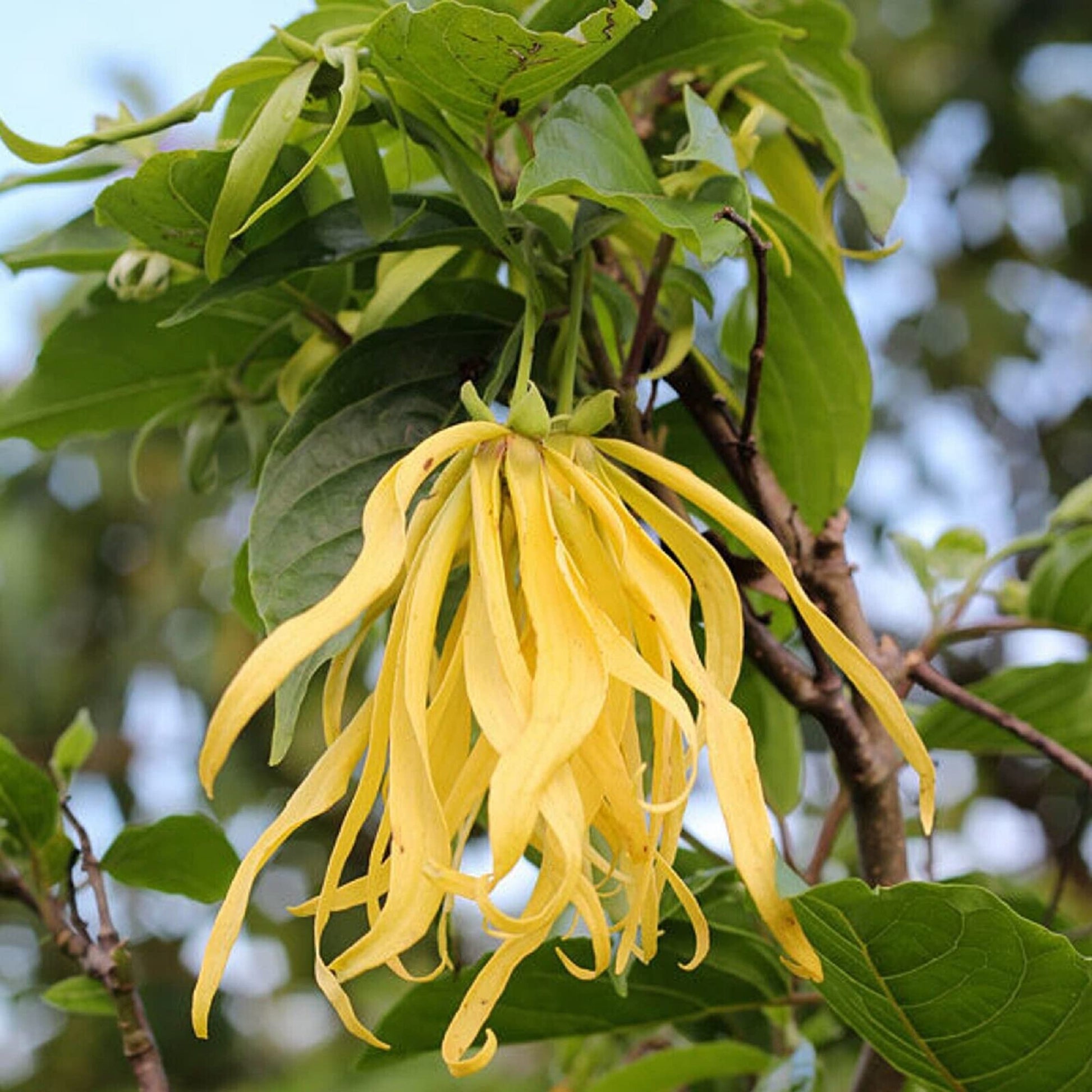 Ylang-Ylang Seeds – Aromatic Blooming