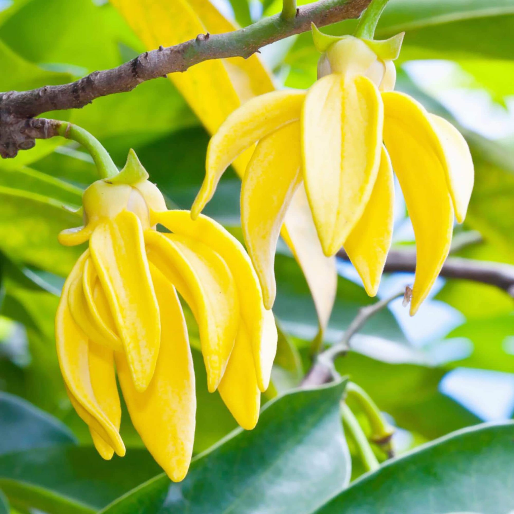 Ylang-Ylang Seeds – Pollinator
