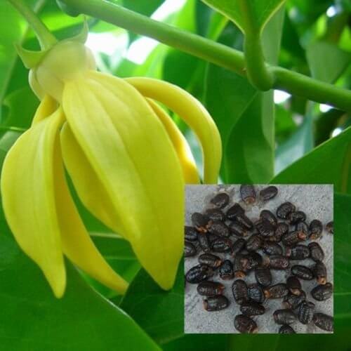 Ylang-Ylang Seeds – Pollinator
