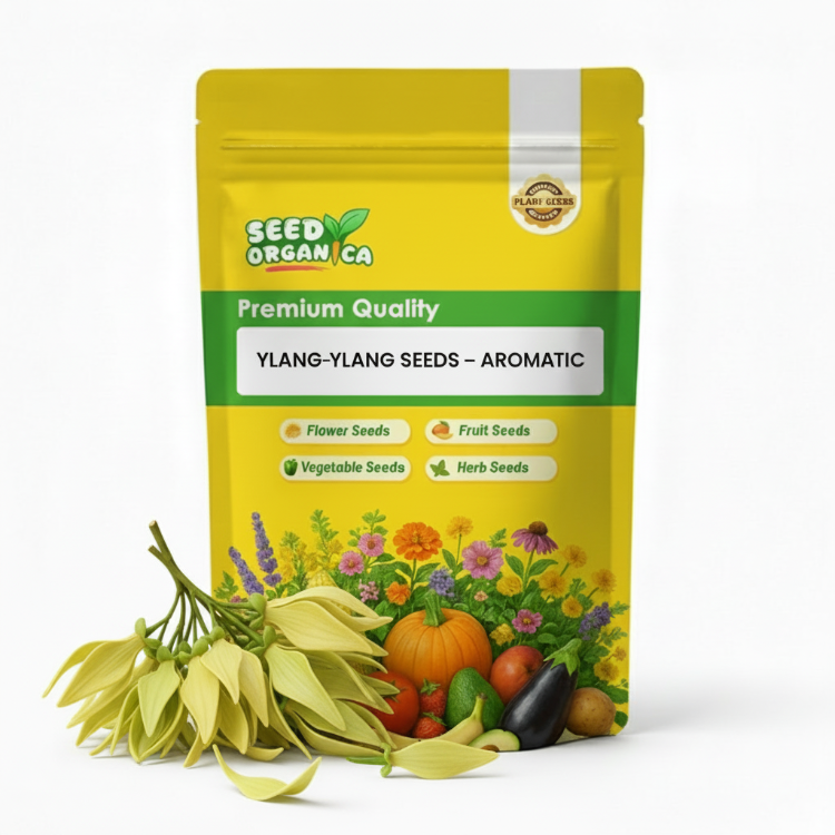 Ylang-Ylang Seeds – Aromatic