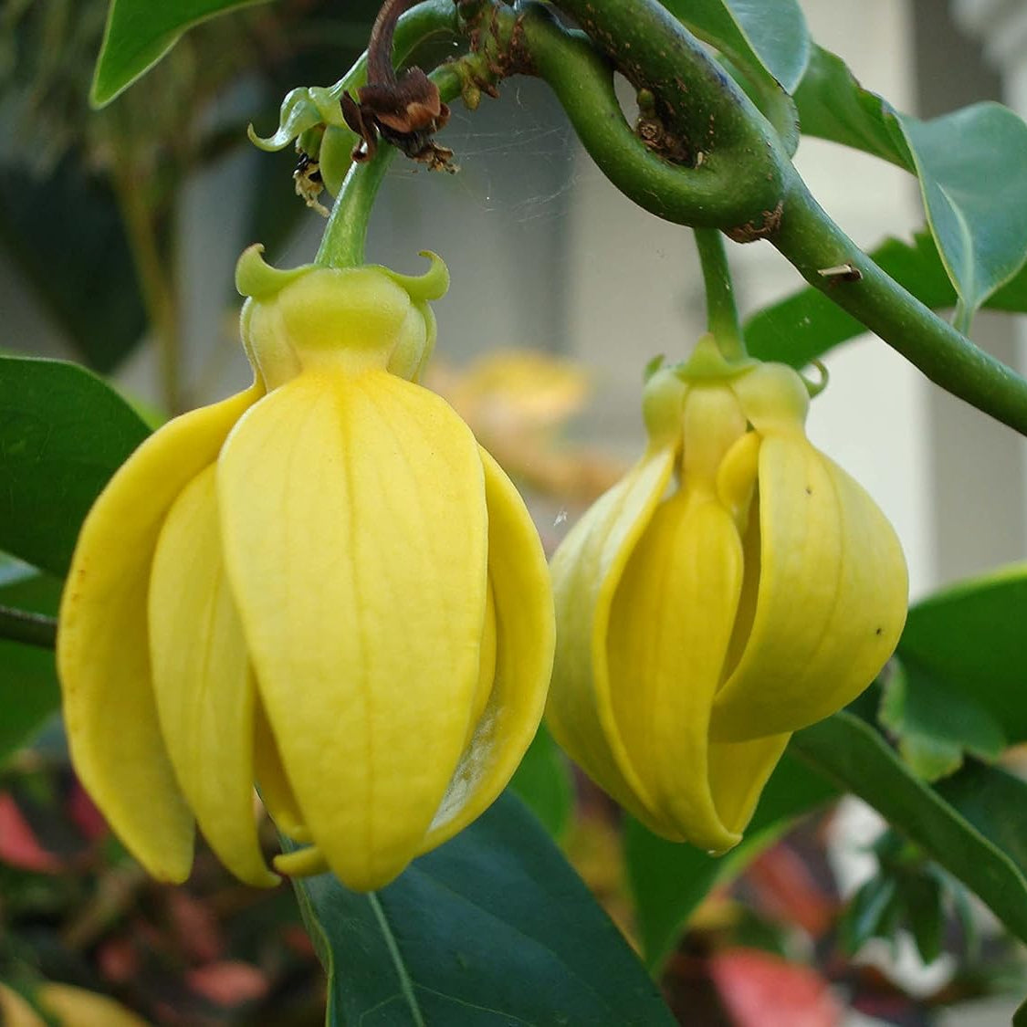 Ylang-Ylang Seeds – Aromatic Blooming