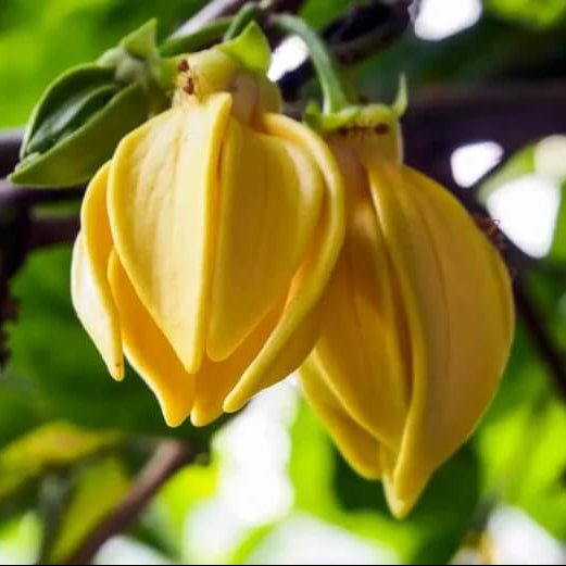 Ylang-Ylang Seeds – Pollinator

