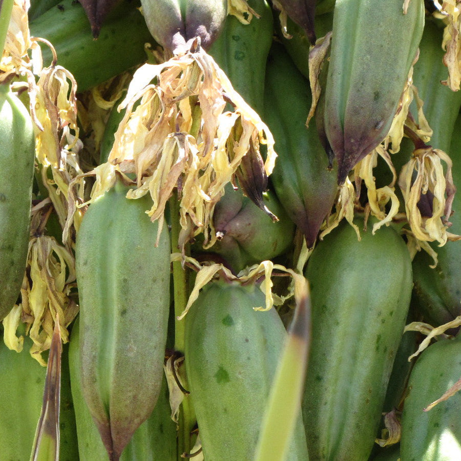 Yucca Seeds – Banana Yucca