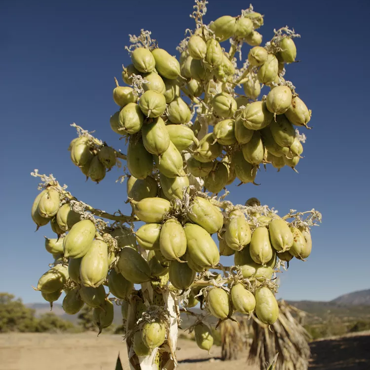 Yucca Seeds – Banana Yucca