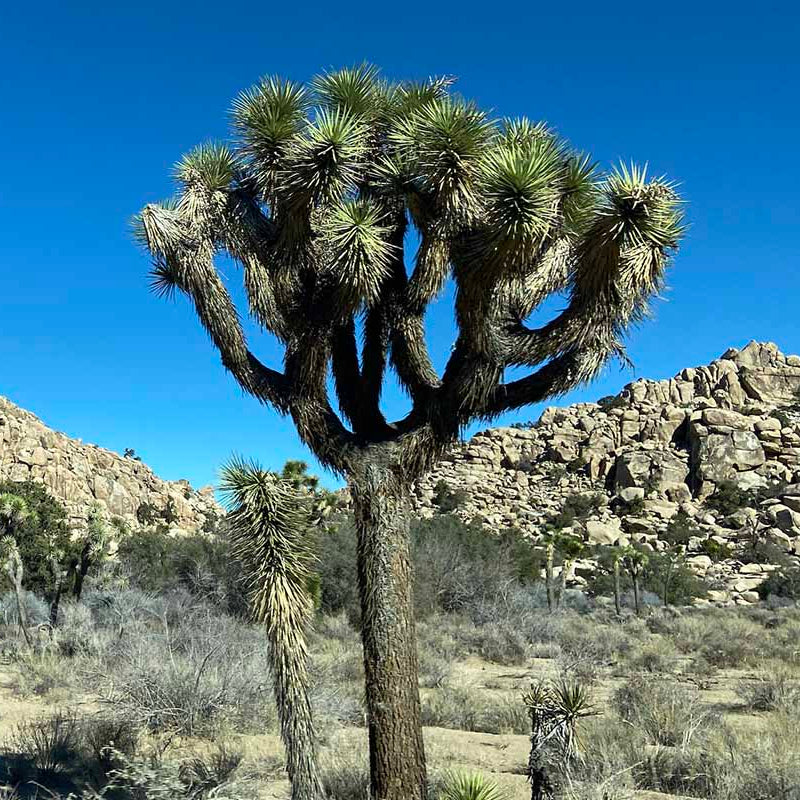 Yucca Brevifolia Seeds (Joshua Tree)