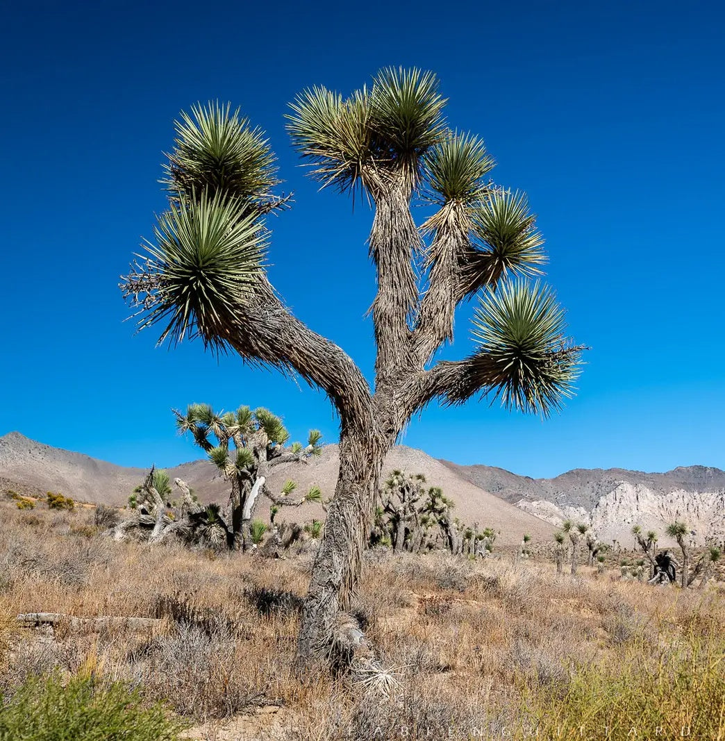 Yucca Brevifolia Seeds (Joshua Tree)