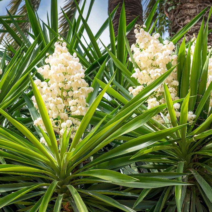 Yucca Elata Seeds
