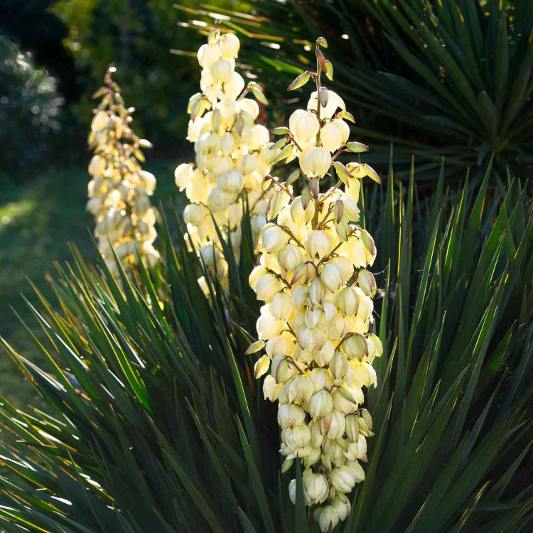 Yucca Elata Seeds
